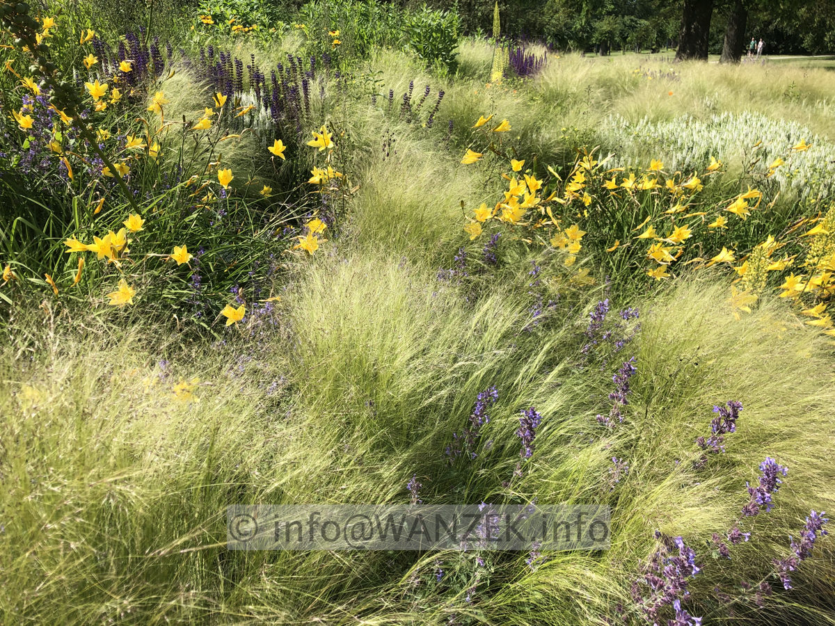 Stipa tenuissima 002.JPG